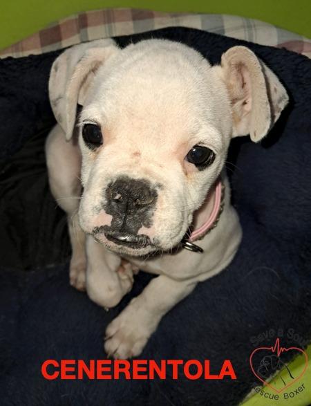 Cenerentola Cucciola Di Boxer Di 2 Mesi In Adozione